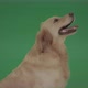 Golden Retriever Gun Dog Bird Dog Head Isolated In Side View On Green Background - VideoHive Item for Sale