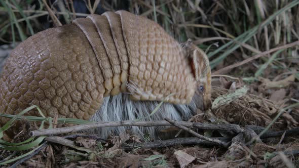 Close up of armadillo in grass and dirt