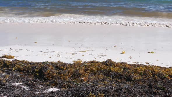 Tropical Beach with Sargassum Algae. Ecology Problem