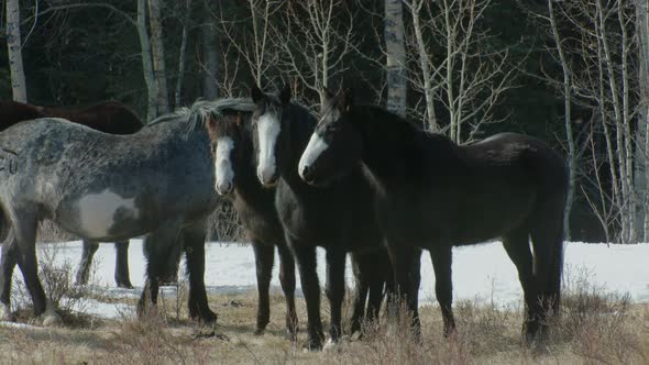 Horses looking at camera eye contact