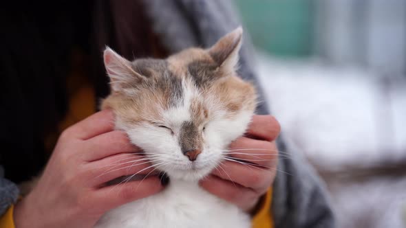 Close Up of Domestic Cat in Hands of Unrecognizable Woman