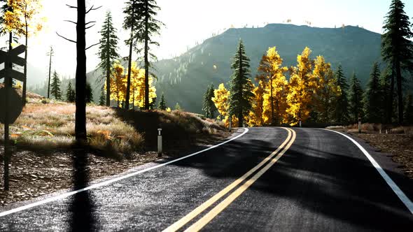 Forest Road Under Sunset Sunbeams