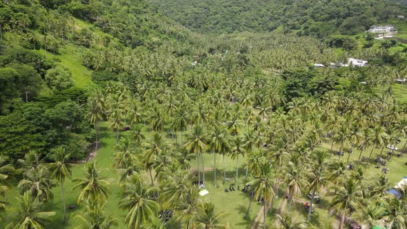 Aerial Coconut Tree