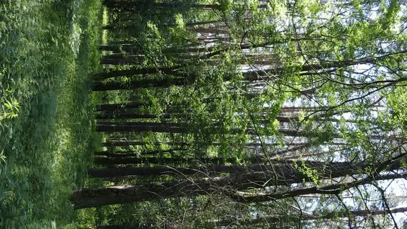 Vertical Video of Forest Landscape in Summer Slow Motion