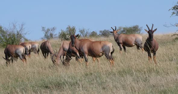 Topi, damaliscus korrigum, Group standing in Savannah, Masai Mara Park in Kenya, Real Time 4K