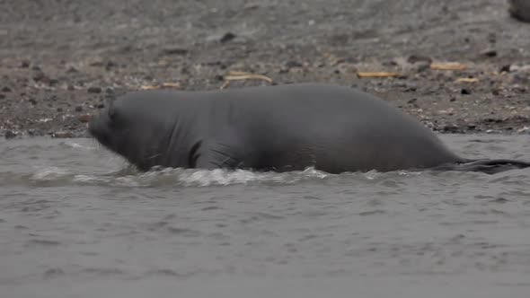 Two young Elephant Seal on South Georgia Island