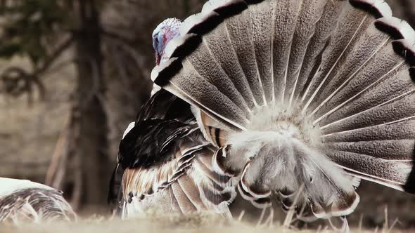 Wild Tom Turkey Strutting a Mating Dance with their Tail Feathers Fanned Out.