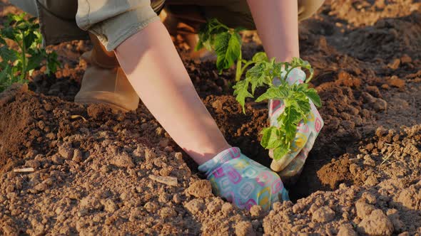 Woman Planting Tomato Seedlings in the Field Closeup