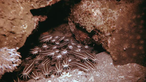 Tropical Underwater Red Sea Cat-fish