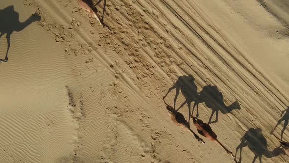 Aerial view above of a group of camels walking in the desert, U.A.E.