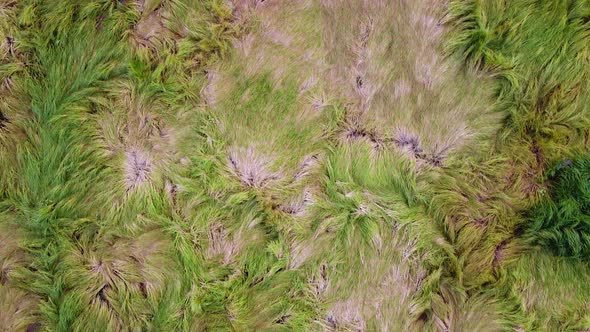 Green grass pattern. Beautiful natural meadow grass background