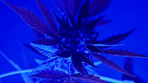 Sativa Marijuana Plant Bush Rotating on Colorful Smoking Neon Party Background. Rasterized Herbal