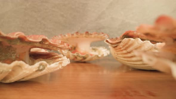 Live Bivalve Mollusks with Half Opened Shells on Table