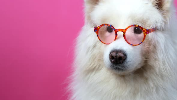 A cute funny dog ​​posing in the camera with glasses, Samoyed dog. White Samoyed dog