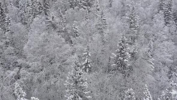 Aerial Flight Over Beautiful Frozen Forest with Snow Covered Pine Trees