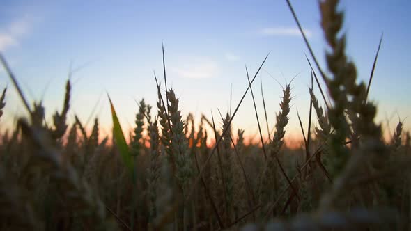 Green Field with Wheat Ear