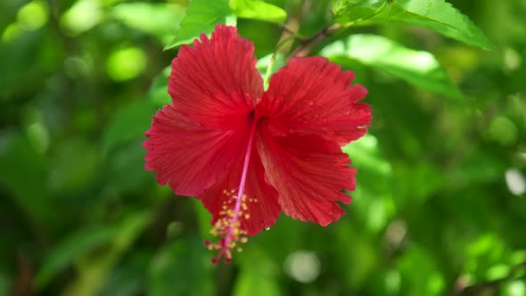 Red hibiscus tropical flower.