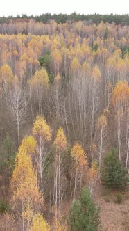 Vertical Video of an Autumn Forest During the Day