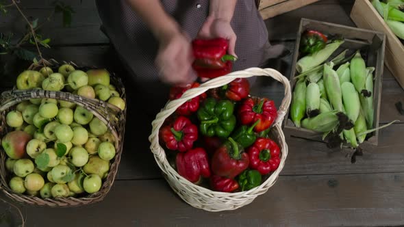 Female gardener wipes fresh red peppers and puts in a wicker basket