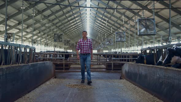 Agribusiness Owner Walking Cowshed Between Rows Livestock Stalls Checking Cows