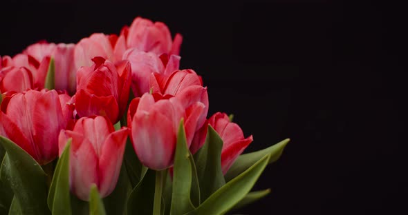 Fresh Flowers Tulips on Black Background