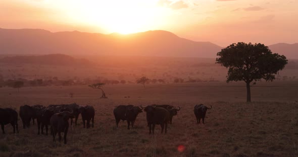 A herd of African Cape buffalo at sunset in Kidepo national park, Uganda, Africa. 4K