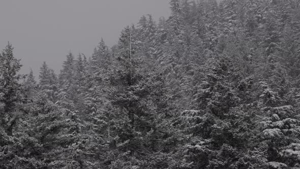 Evergreen Trees Covered in White Snow During a Snowy Winter Season Day