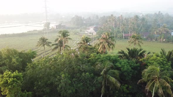 Aerial Asian open bill bird fly to the coconut trees