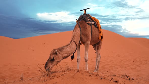 Caravan Camels Grazing Fresh Tree Leaves in the Sahara Desert Against Sky