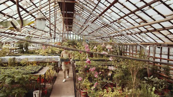 Farmer Walking through Large Greenhouse and Holding Crate with Plants