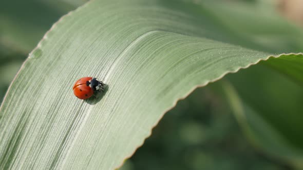 Outdoor scene with Coccinellidae beetle close-up 4K 2160p 30fps UltraHD footage - Red ladybird on th