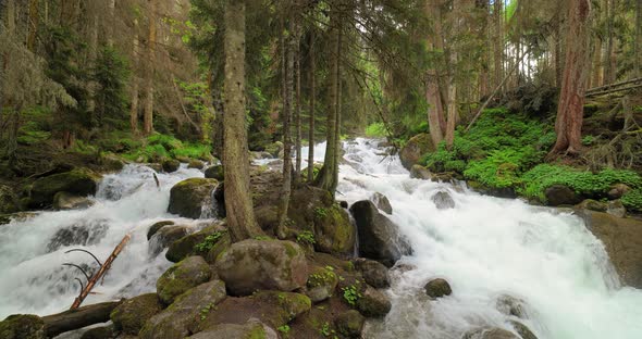 Mountain River in the Wood