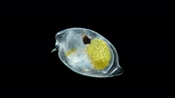 Ostracoda Under a Microscope Cypridinidae Family Myodocopida Order