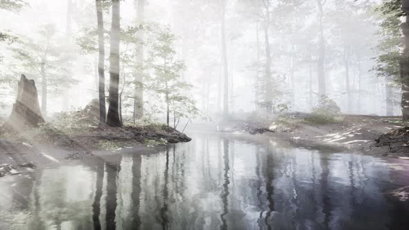 Dark Pond in Mysterious Forest alt