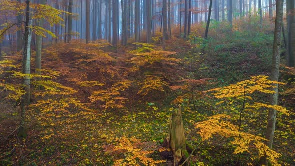 Autumn Trees