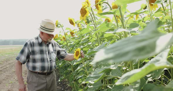 Senior Farmer in Hat and Glasses Walking and Examining the Bloom of Sunflowers