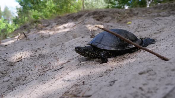 River Turtle Crawling on Sand To Water Near Riverbank. Slow Motion