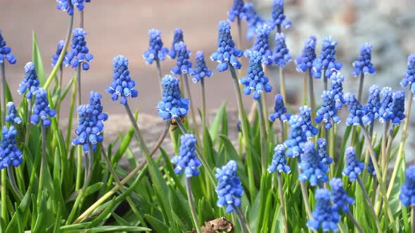 Flowers of a Grape Hyacinth, Muscari Botryoides