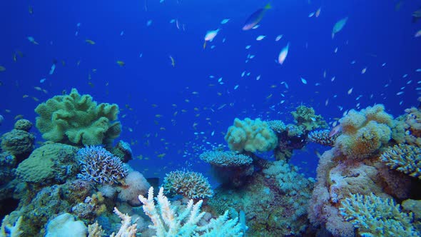 Underwater Marine Tropical Life