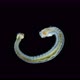 Worm Larva Nektoheta Under a Microscope Family Spionidae Class Polychaeta Have Two Tentacles That - VideoHive Item for Sale