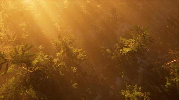 Aerial Sunrays in Forest with Fog