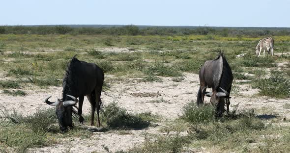 Blue Wildebeest Gnu, Namibia Africa wildlife safari