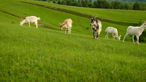 Sheep and Goats Graze in the Pasture