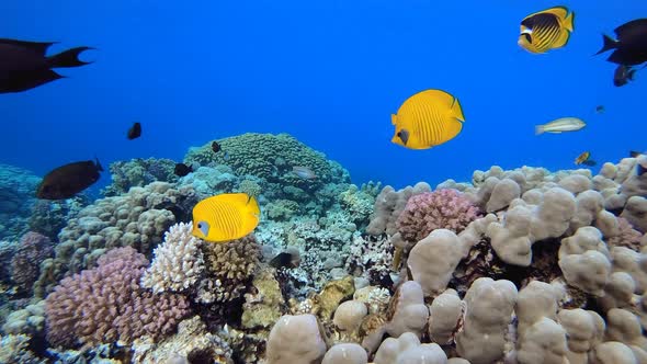 Coral Reef and Fishes Underwater