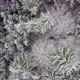 Bottom up aerial shot of a snow covered conifer forest. Birds eye view of a snow covered forest. - VideoHive Item for Sale