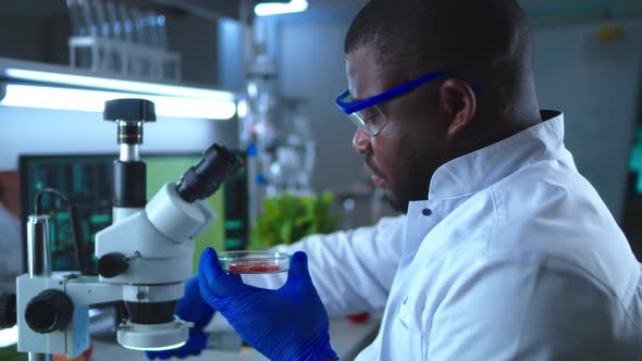 Black Scientist Inspecting Tomato Under Microscope