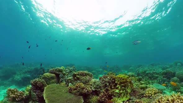 Coral Reef with Fish Underwater