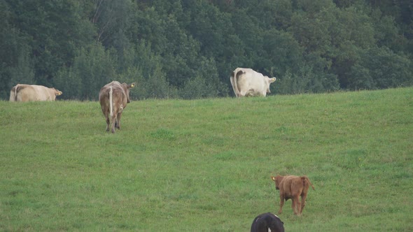 Herd of cows grazing on a green meadow