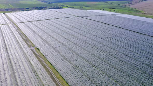 Aerial view of the Apple plantation. The cultivation of apples