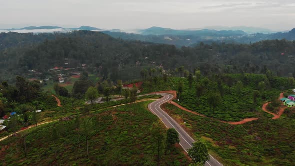 Tea Plantation Nuwara Eliya Sri Lanka